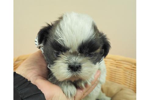成約済の埼玉県のシーズー-126034の1枚目